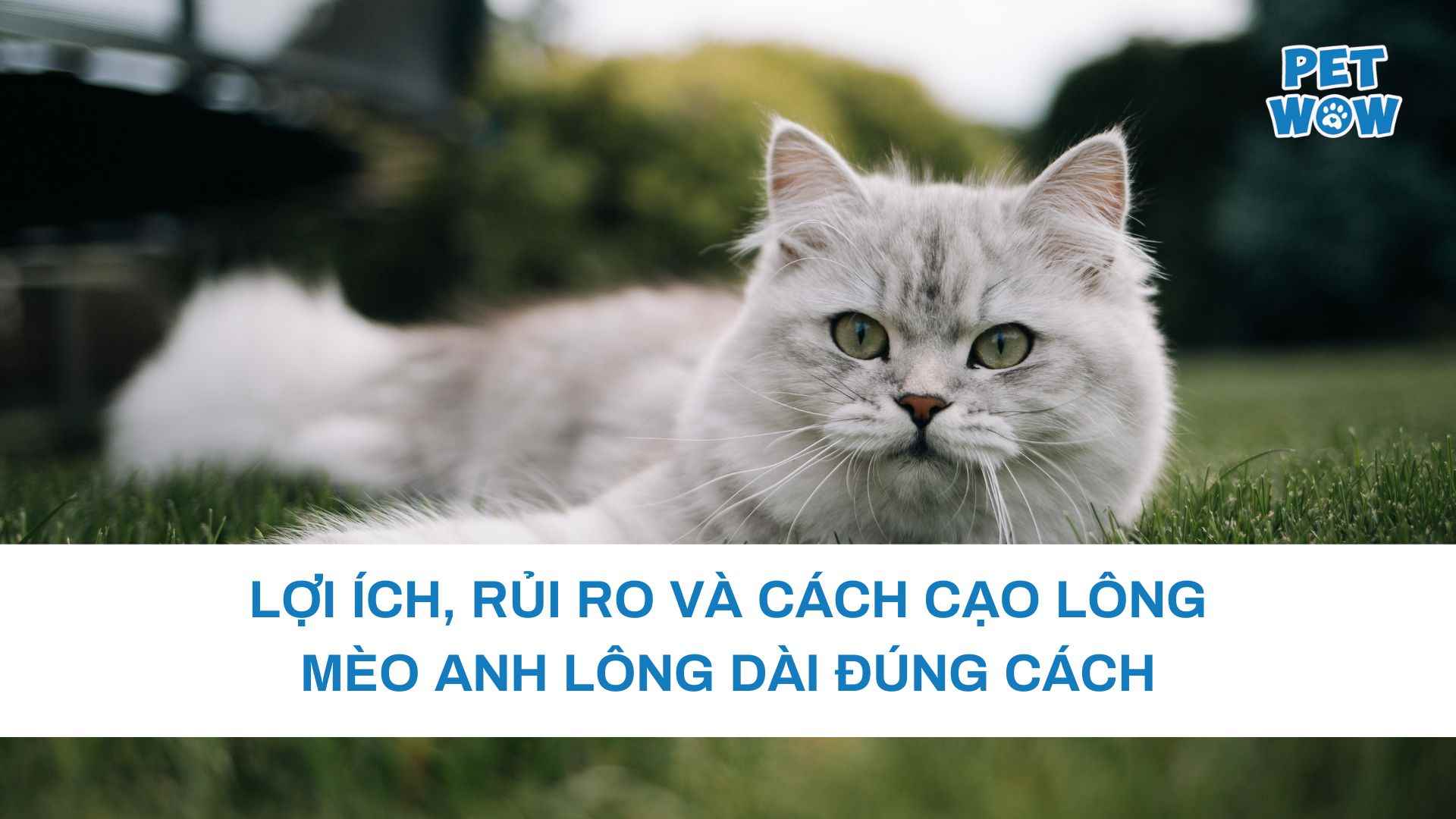 Lợi ích, rủi ro và cách cạo lông mèo Anh lông dài đúng cách