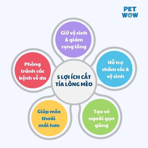 6 Lợi ích khi cắt tỉa lông mèo