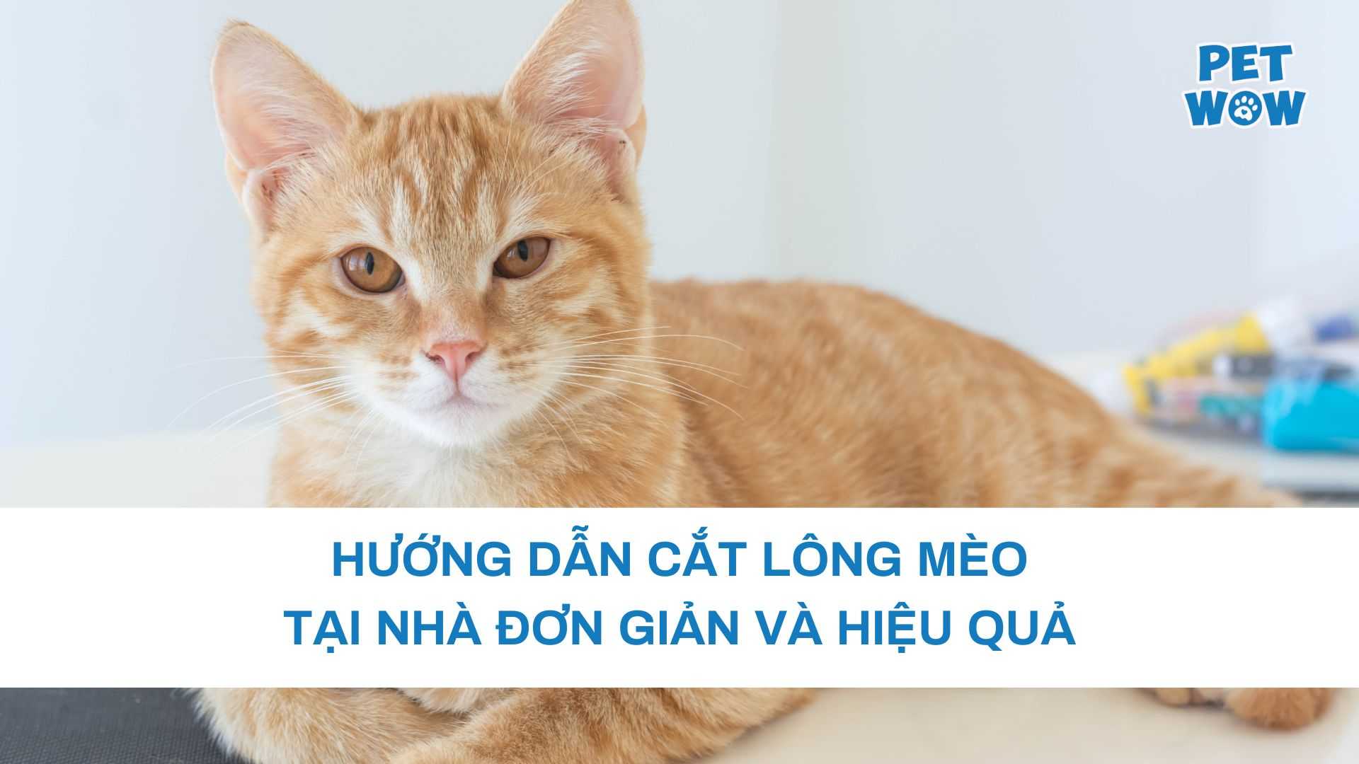 Hướng dẫn cắt lông mèo tại nhà đơn giản và hiệu quả