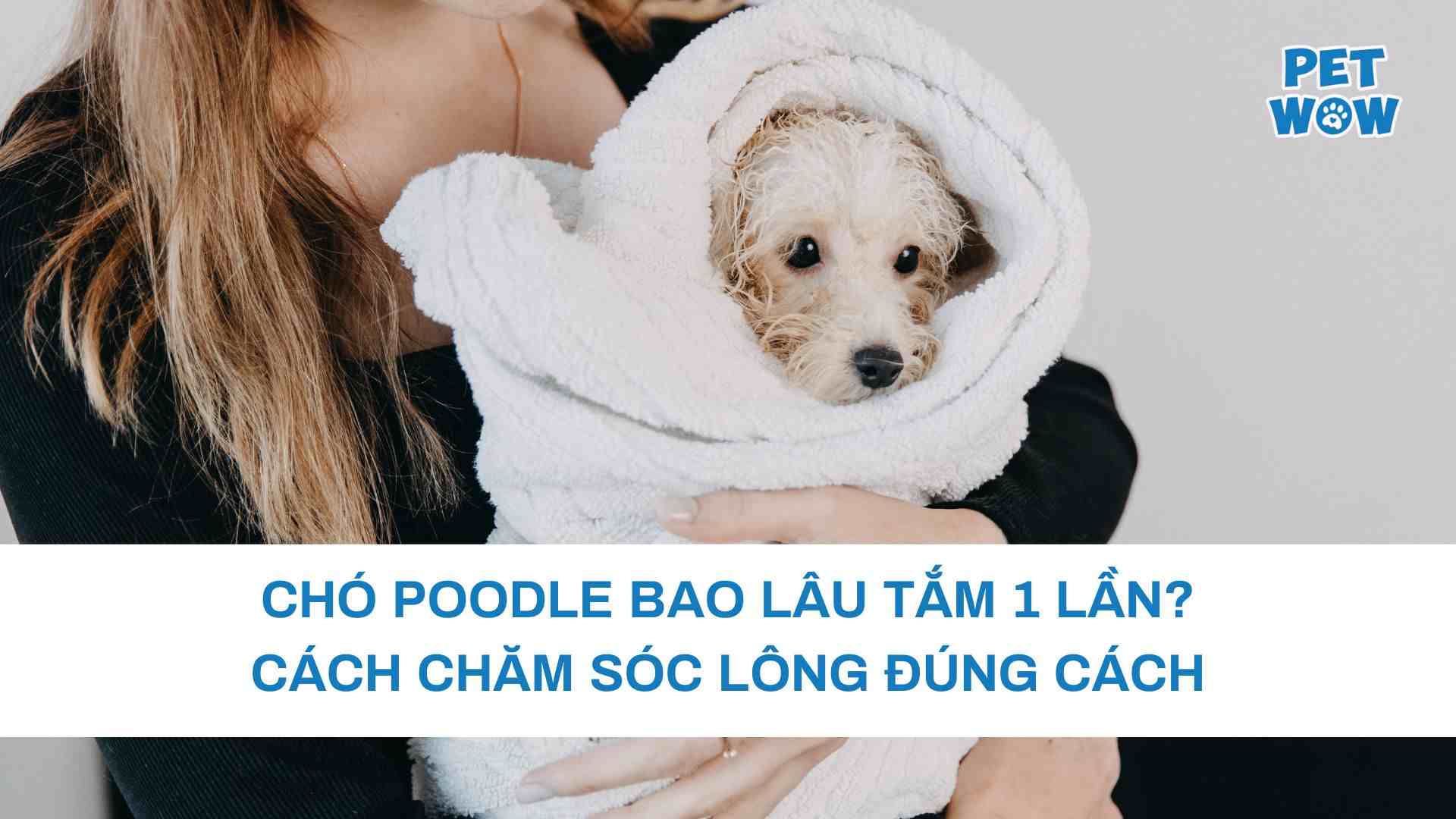 Chó Poodle Bao Lâu Tắm 1 Lần? Cách Chăm Sóc Lông Đúng Cách