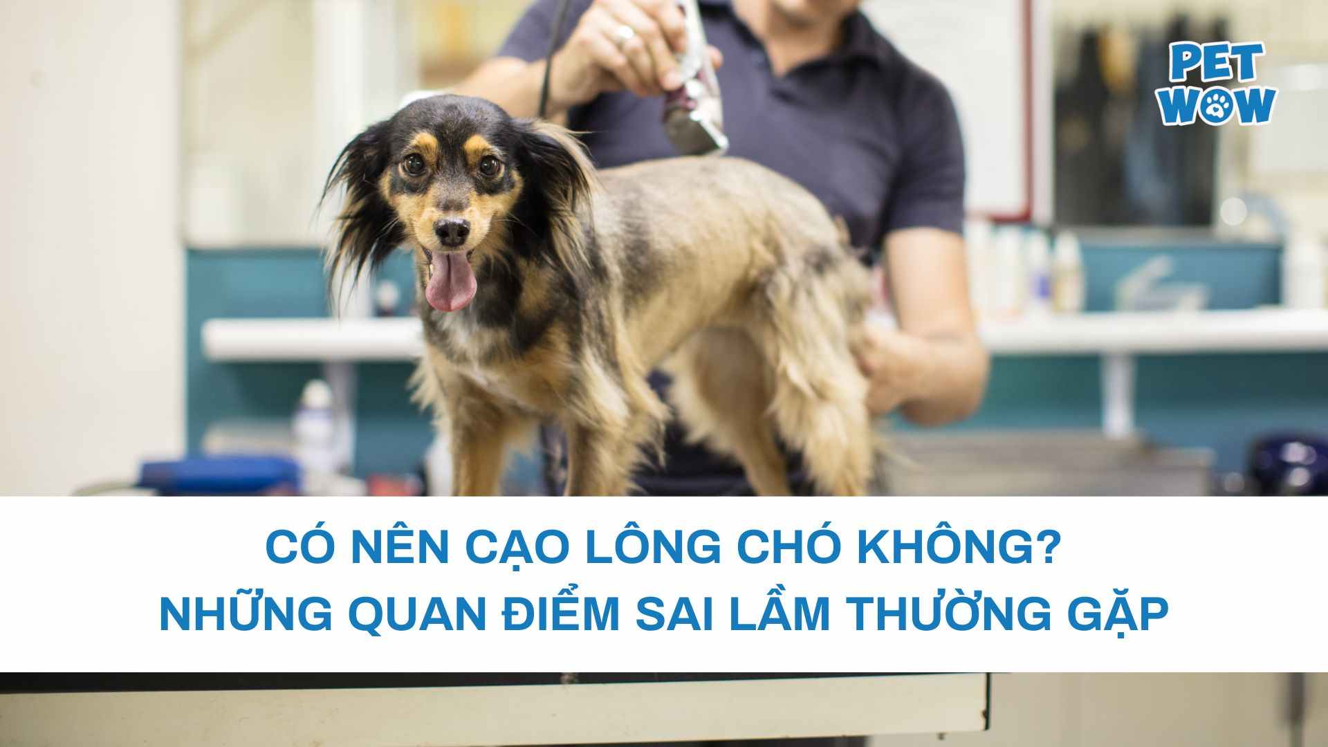 Có nên cạo lông chó không? Những quan điểm sai lầm thường gặp