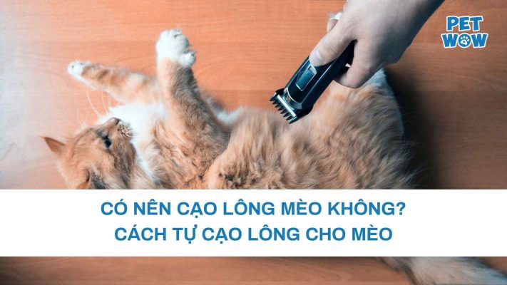 Có nên cạo lông mèo không? Cách tự cạo lông cho mèo