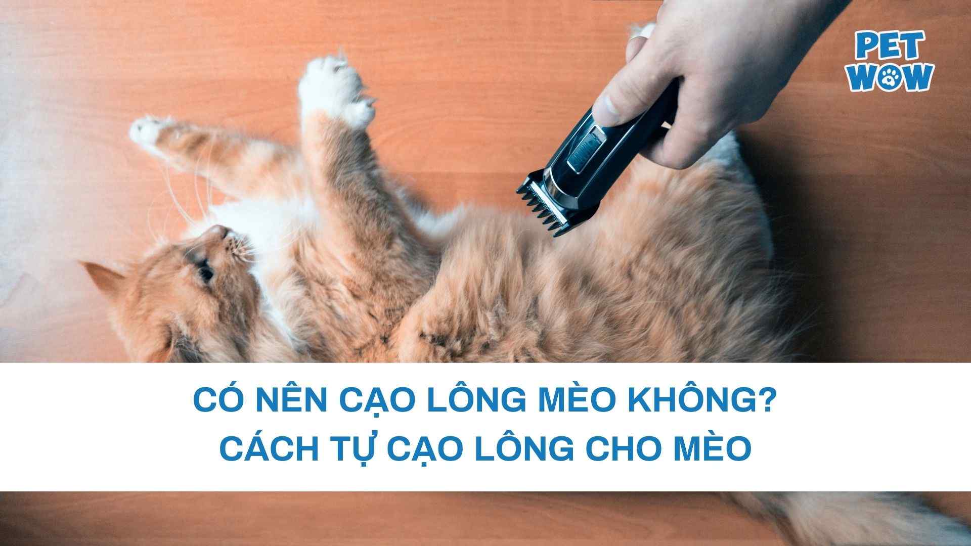 Có nên cạo lông mèo không? Cách tự cạo lông cho mèo