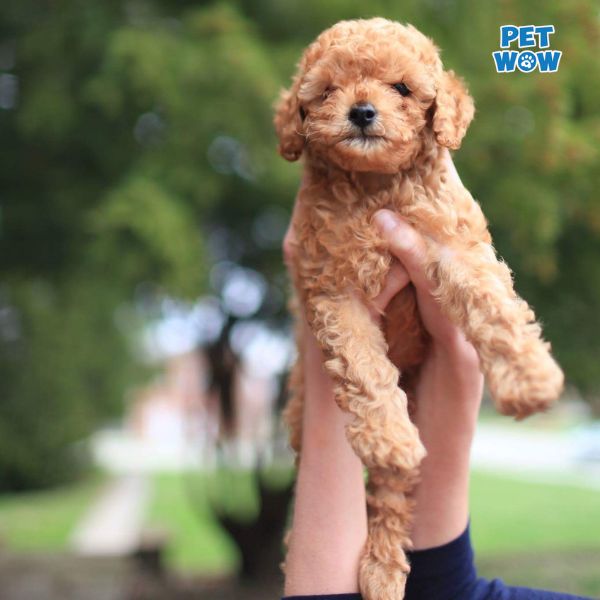 Giữ ấm cho chó Poodle sau khi cạo lông