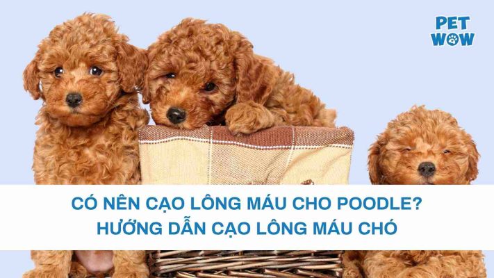 Có nên cạo lông máu cho Poodle? Hướng dẫn cạo lông máu chó