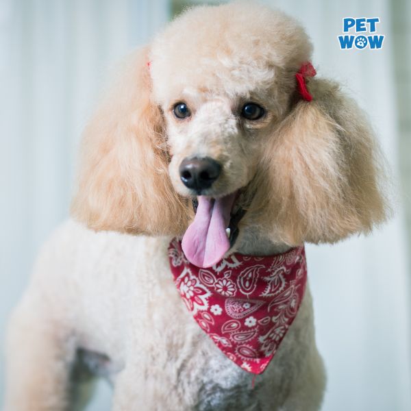 Tại sao nên cạo lông cho chó Poodle?