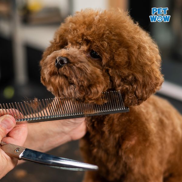 Những lưu ý khi cạo lông chó Poodle