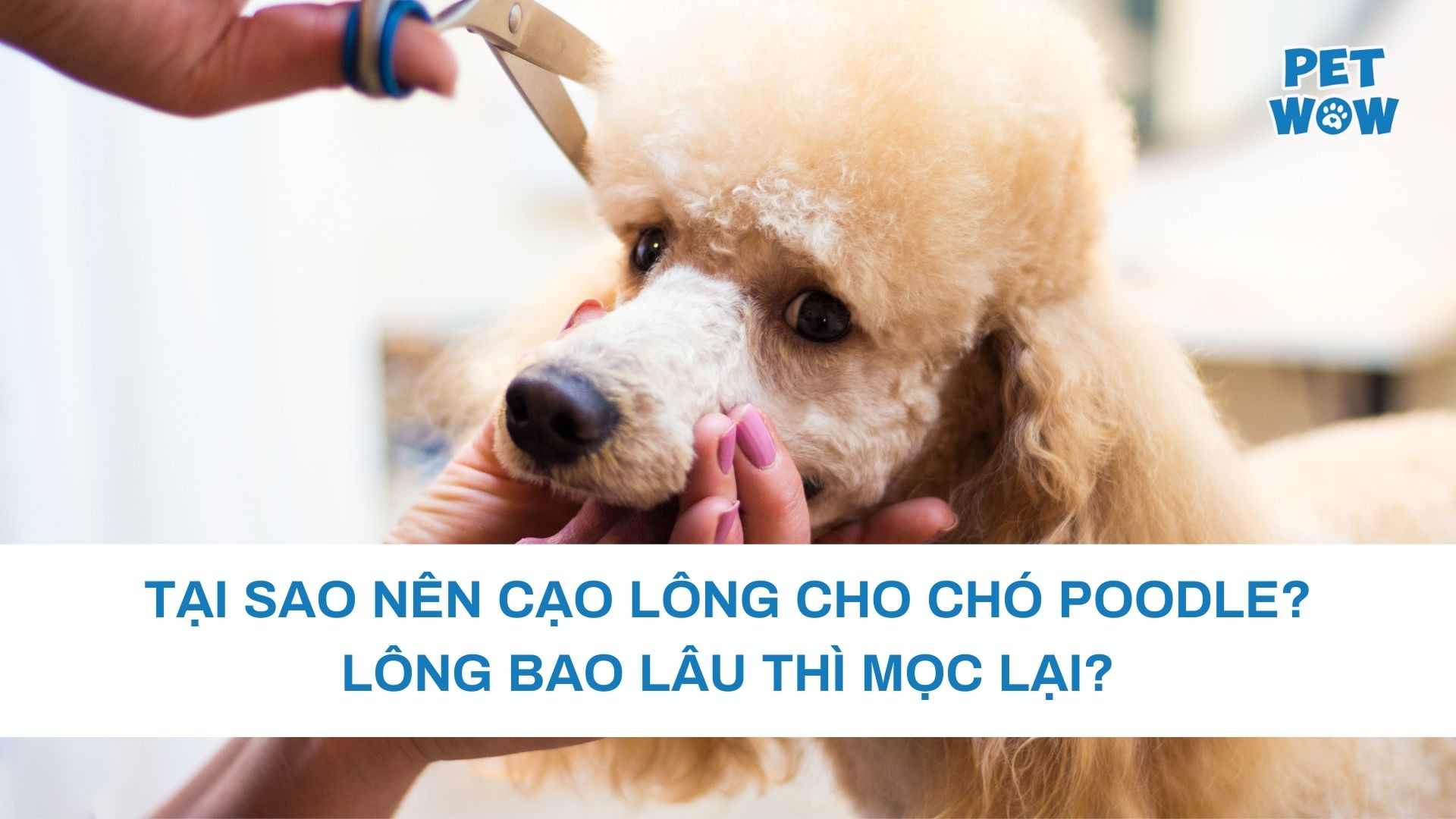 Tại sao nên cạo lông cho chó Poodle? Lông bao lâu thì mọc lại?