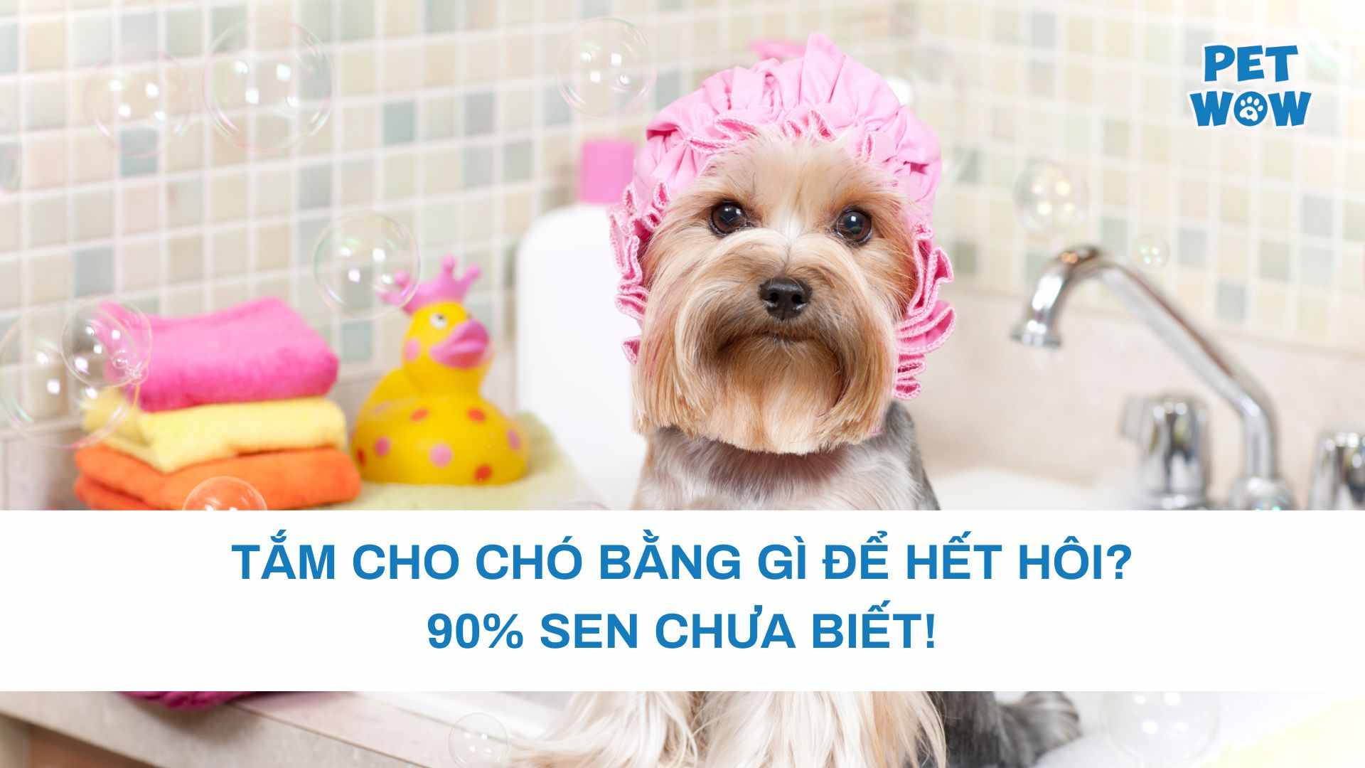 Tắm Cho Chó Bằng Gì Để Hết Hôi? 90% SEN Chưa Biết!