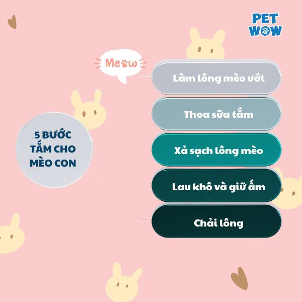5 Bước tắm cho mèo con