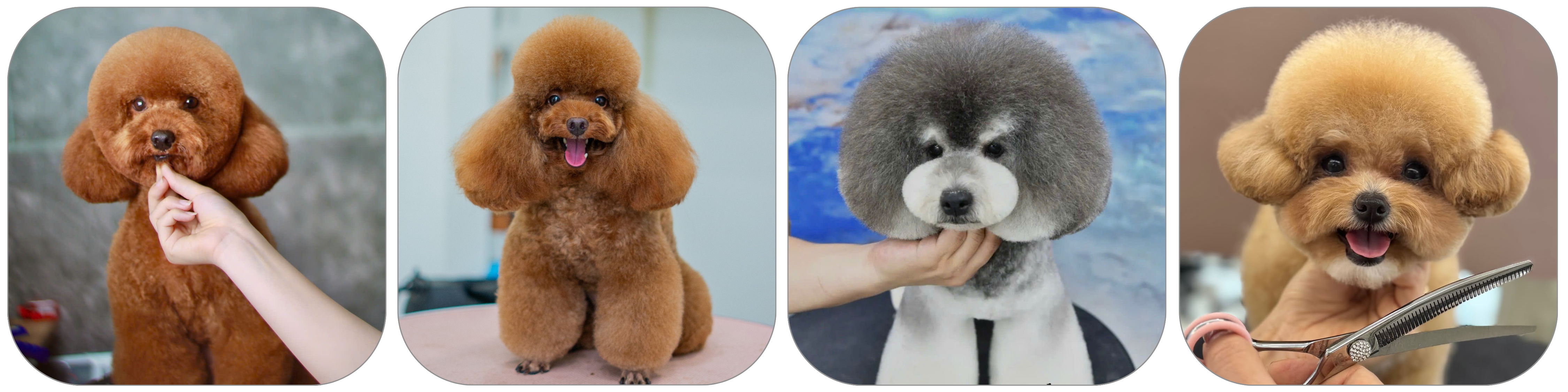 4 kiểu cát lông poodle đẹp dịp tết