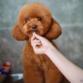 Kiểu cắt tỉa Poodle mặt tròn tại Pet WOW Bình Thạnh