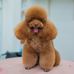 Poodle cắt kiểu mặt số tám cá tính