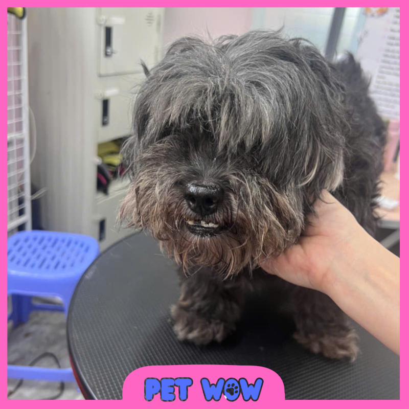 Lông Che Mắt Poodle - - 1 Trong 5 Dấu Hiệu Cho Thấy Thú Cưng Cần Đến Spa