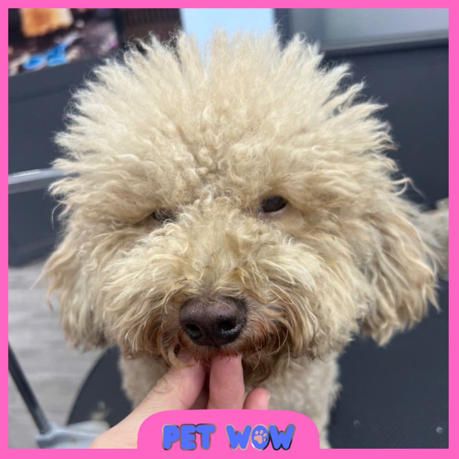 Poodle có mùi hôi