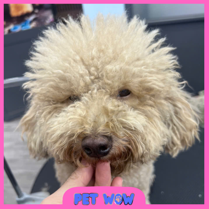 Poodle có mùi hôi