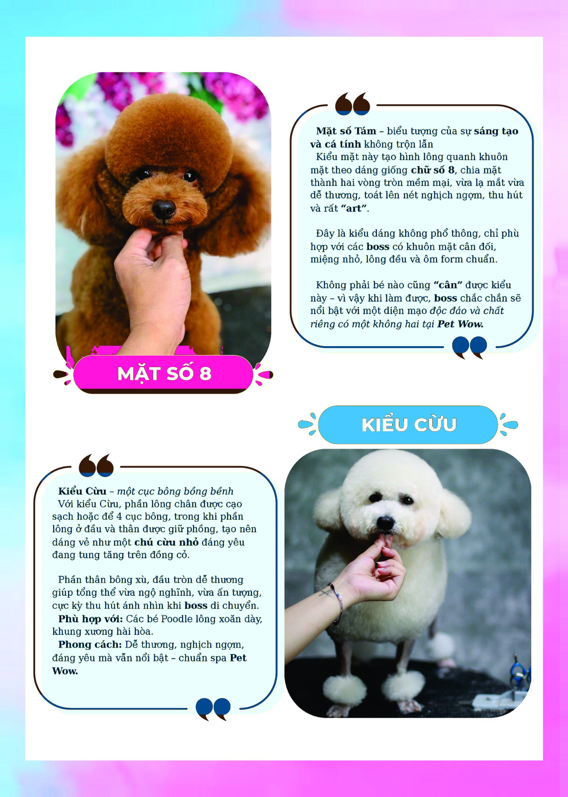 Kiểu mặt số 8 kiểu cừu cho chó