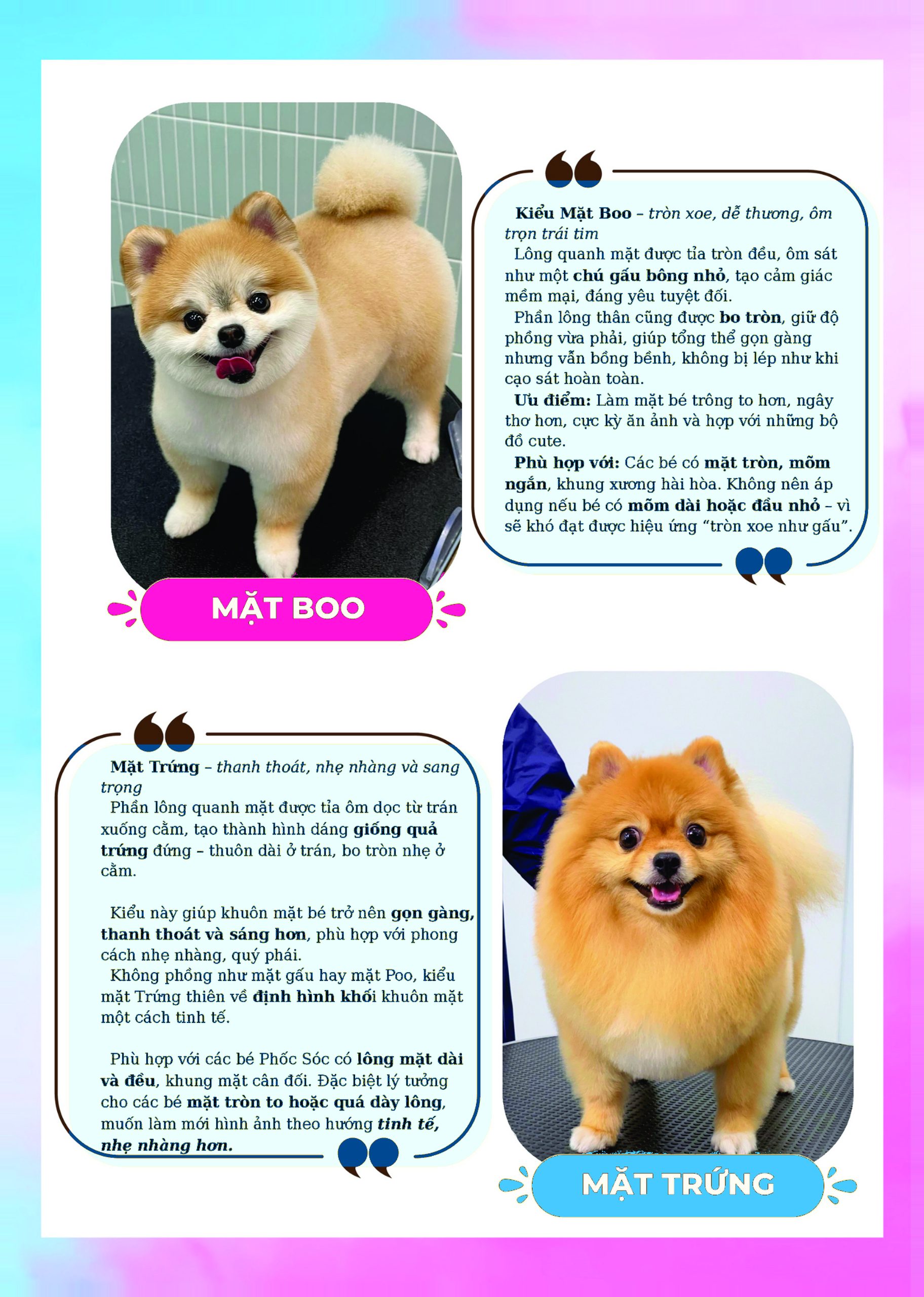 Kiểu mặt Boo mặt trứng cho chó
