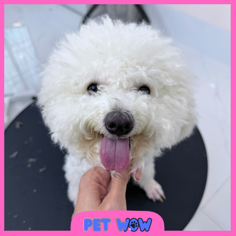 hình ảnh bé cún trước khi spa cắt tỉa tại Pet WOW