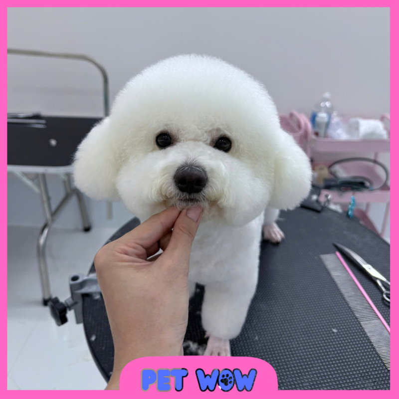 cắt tỉa tạo hình mặt tròn gấu teddy bear cho cún tại spa thú cưng gần The Harmona