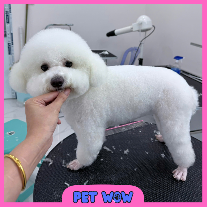 kết quả cắt tỉa lông toàn thân gọn gàng tại spa thú cưng Pet WOW Tân Bình