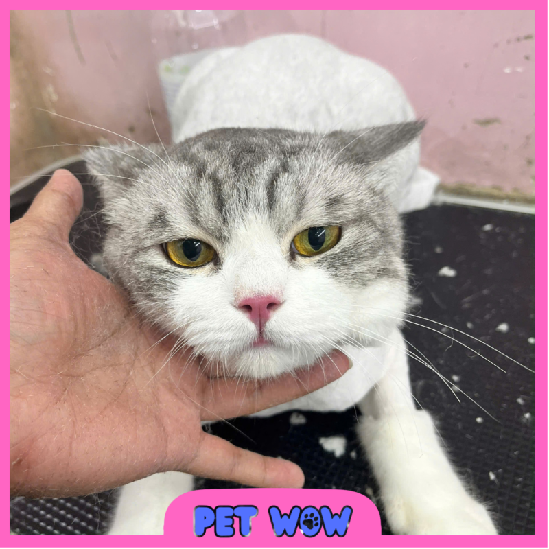 cach giam nong cho meo hieu qua bang phom cat dau su tu