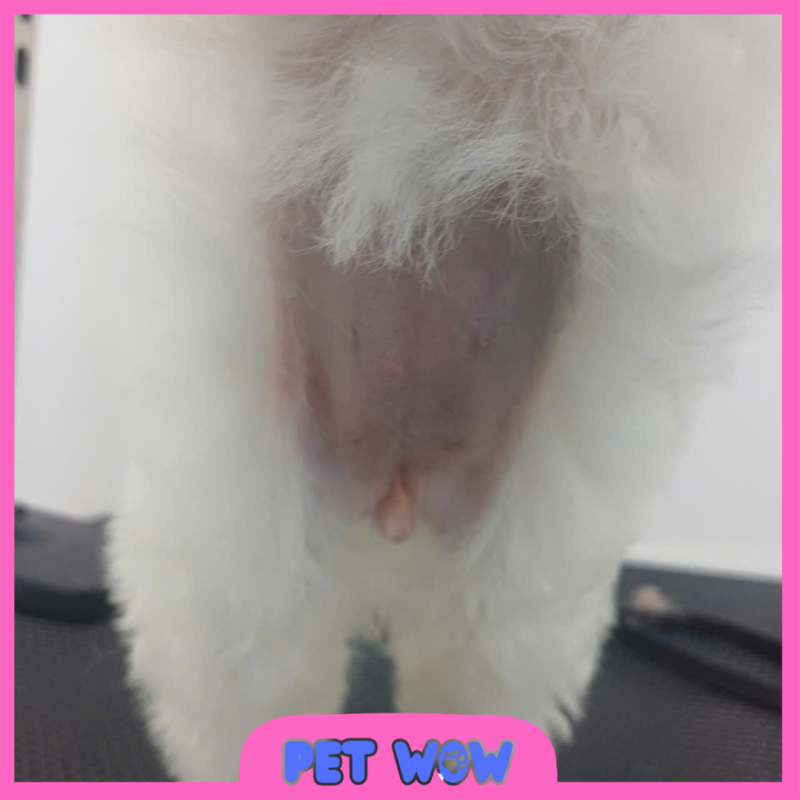ket qua sau khi thuc hien cach cao long bung cho cho meo tai pet wow
