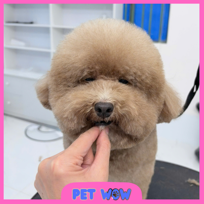 ket qua cat tia tao kieu tai pet spa gan cho cay thi pet wow