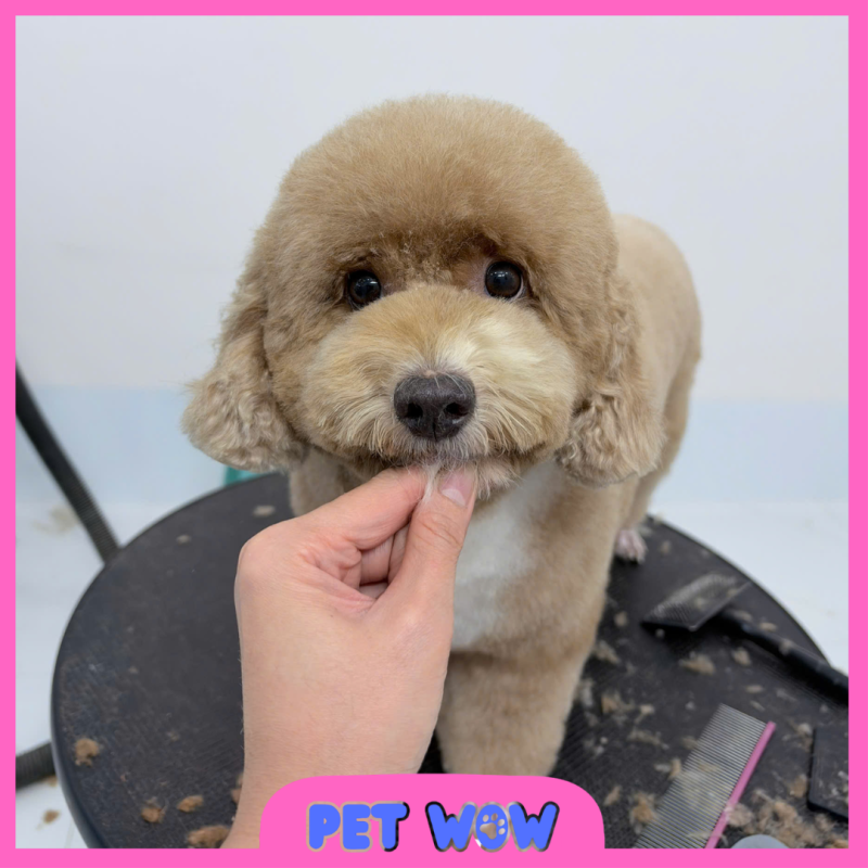 ket qua cat tia tao kieu tai pet spa gan chung cu samland pet wow