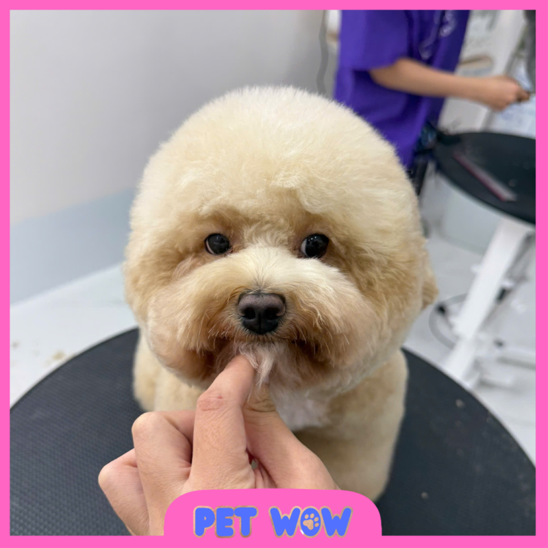 dich vu cat tia long cho poodle dep chuan phom tai pet wow