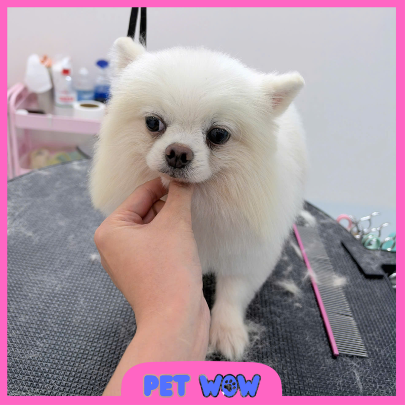 dia chi spa thu cung gan phuc yen uy tin pet wow tan binh
