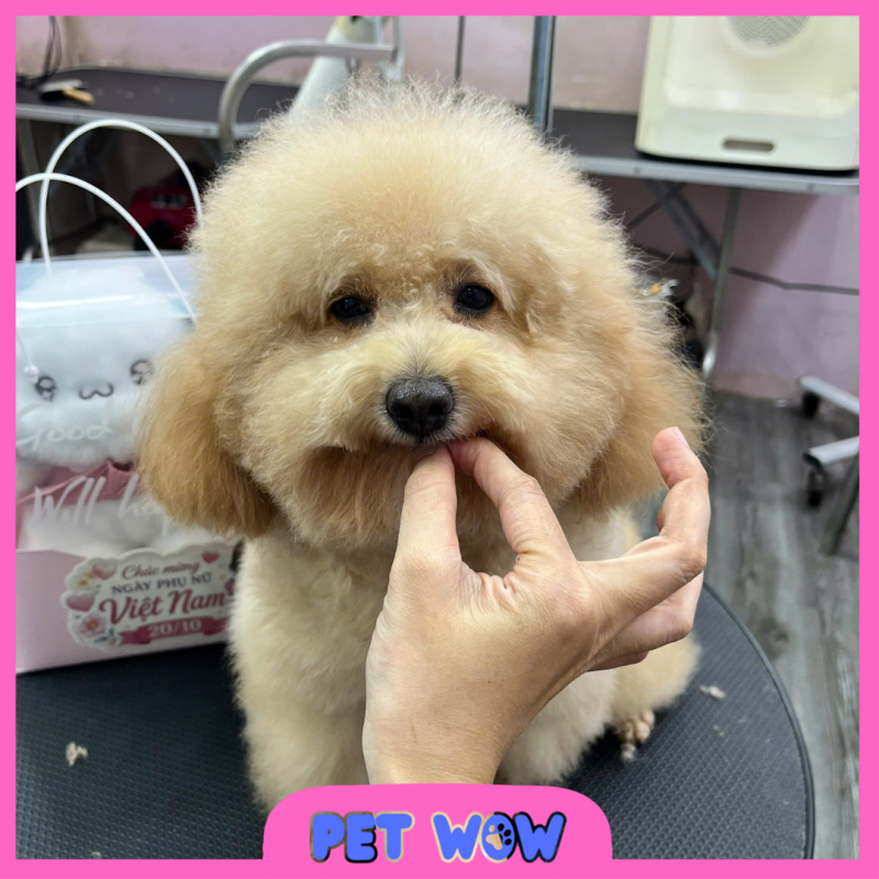 ket qua cat tia tao kieu tai pet spa gan dat phuong nam pet wow