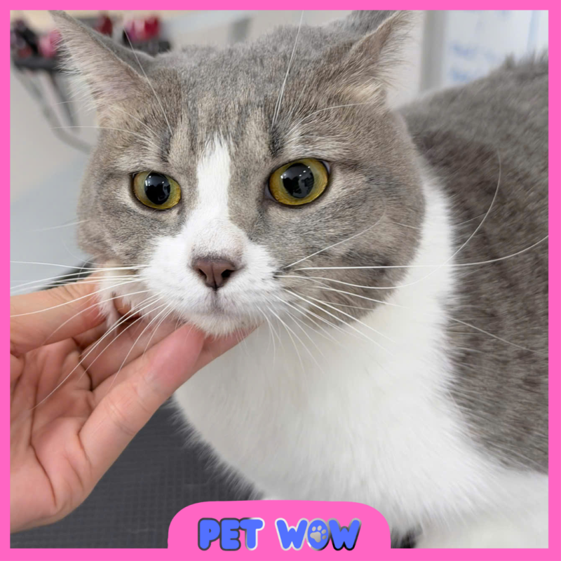 ket qua cat tia tao kieu tai pet spa gan nga tu phu nhuan pet wow