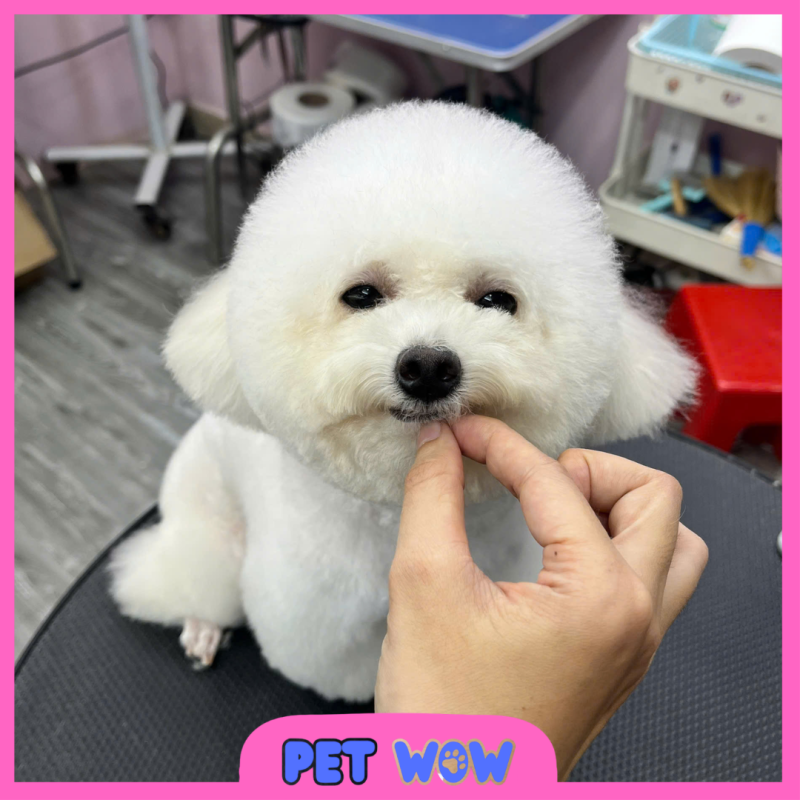 dia chi pet spa gan no trang long uy tin pet wow binh thanh