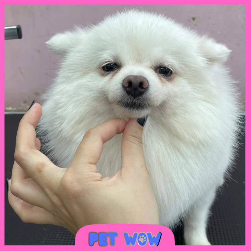 ket qua cat tia tao kieu tai pet spa gan no trang long pet wow