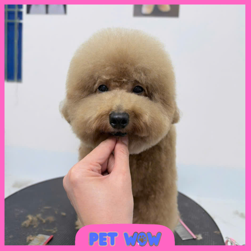 dich vu spa thu cung dua don tan noi uy tin pet wow