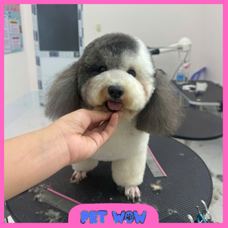 dia chi pet spa cho tan son nhat uy tin pet wow