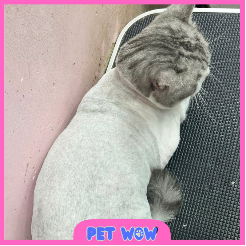 ket qua ap dung cach giam nong cho meo bang viec cao tia tai pet wow
