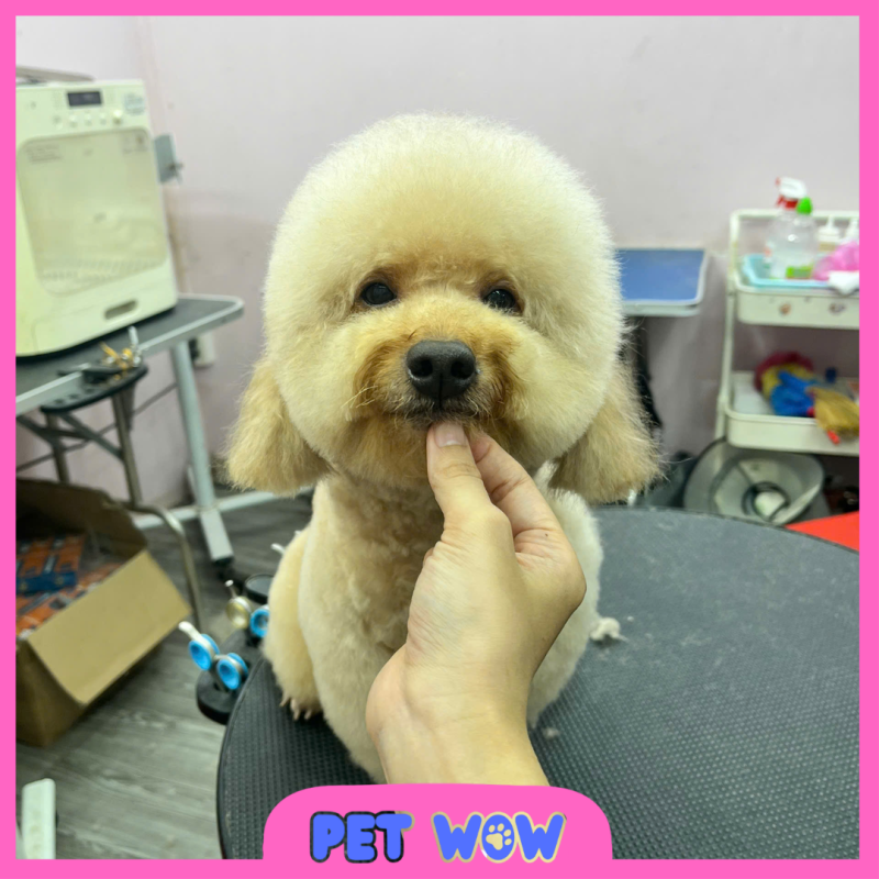 dich vu tam cat tia long meo khong gay me an toan tai pet wow