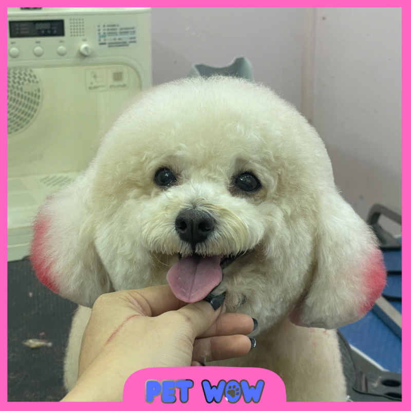 dia chi pet spa gan botanica premier uy tin pet wow