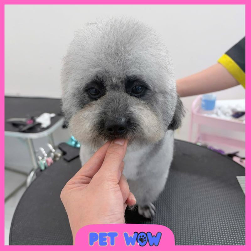dia chi top 5 pet spa binh thanh uy tin chuyen nghiep pet wow
