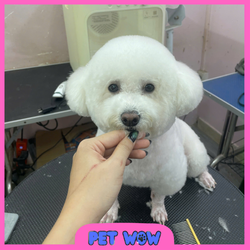 dia chi top 5 pet spa tan binh uy tin chuyen nghiep pet wow