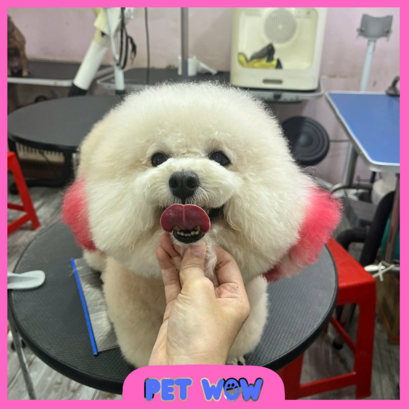 ket qua cham soc cat tia tao kieu tai spa thu cung thuy loi 4 pet wow