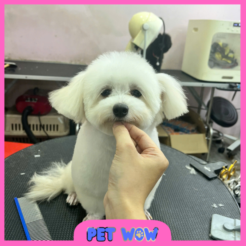 ket qua cat tia tai spa thu cung pham van hai pet wow