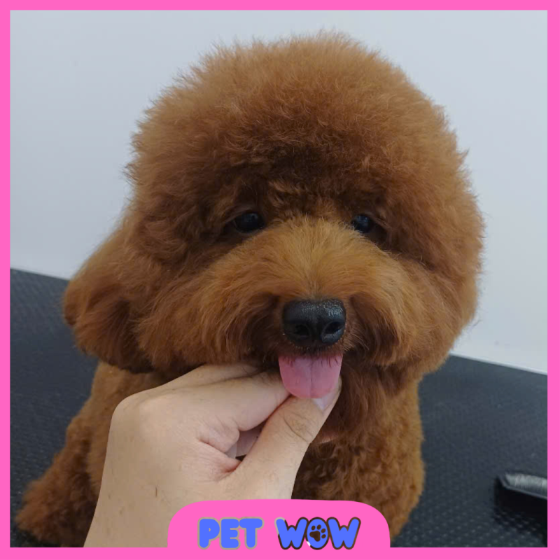 ket qua cat tia tao kieu tai pet spa cho ba chieu pet wow