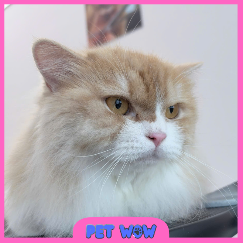 ket qua cat tia tao kieu tai pet spa gan bay hien pet wow