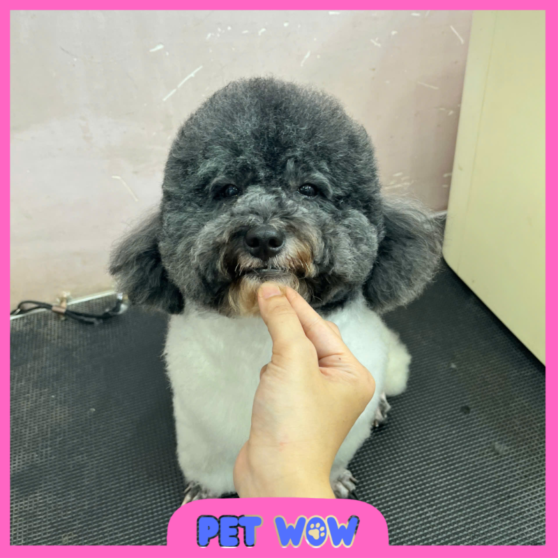 ket qua cat tia tao kieu tai spa thu cung gan botanic pet wow