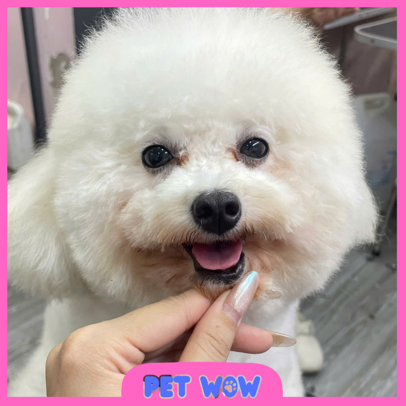 ket qua cat tia tao kieu tai pet spa phan xich long pet wow