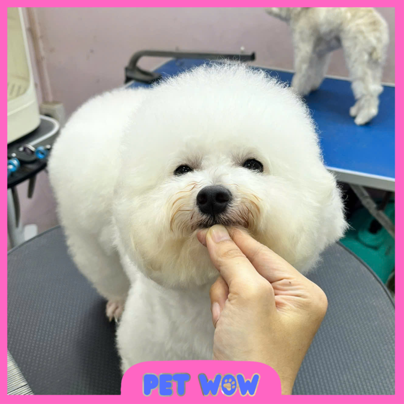 ket qua cat tia tao kieu tai pet spa cong vien gia dinh pet wow