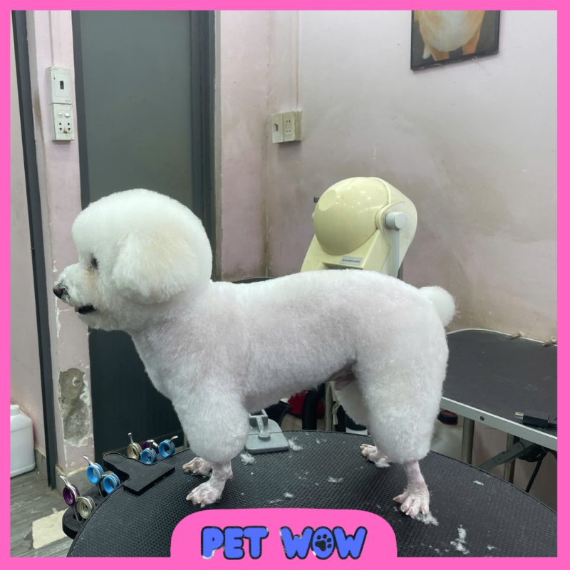 ket qua cat tia long tai top 5 pet spa tan binh pet wow